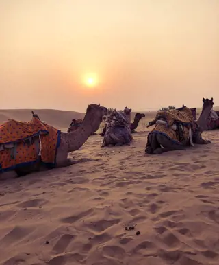 Kamelsafari in Jaisalmeer